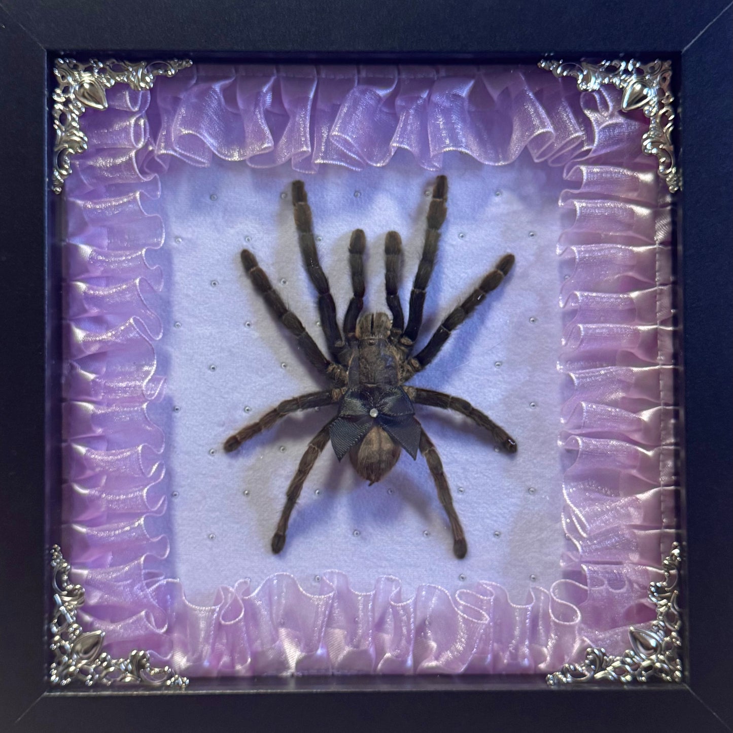 Large Tarantula On Purple
