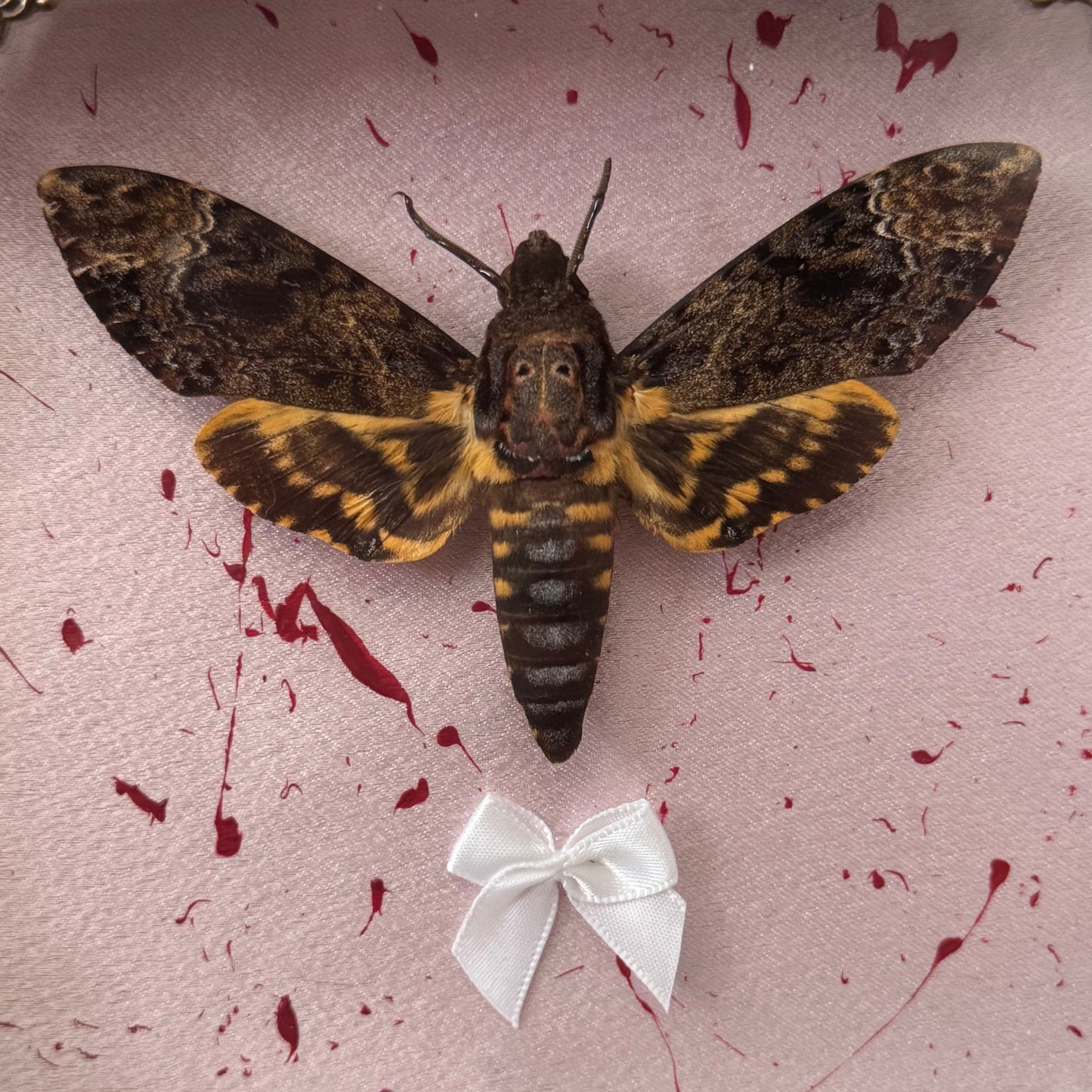 Bloody Death Moth