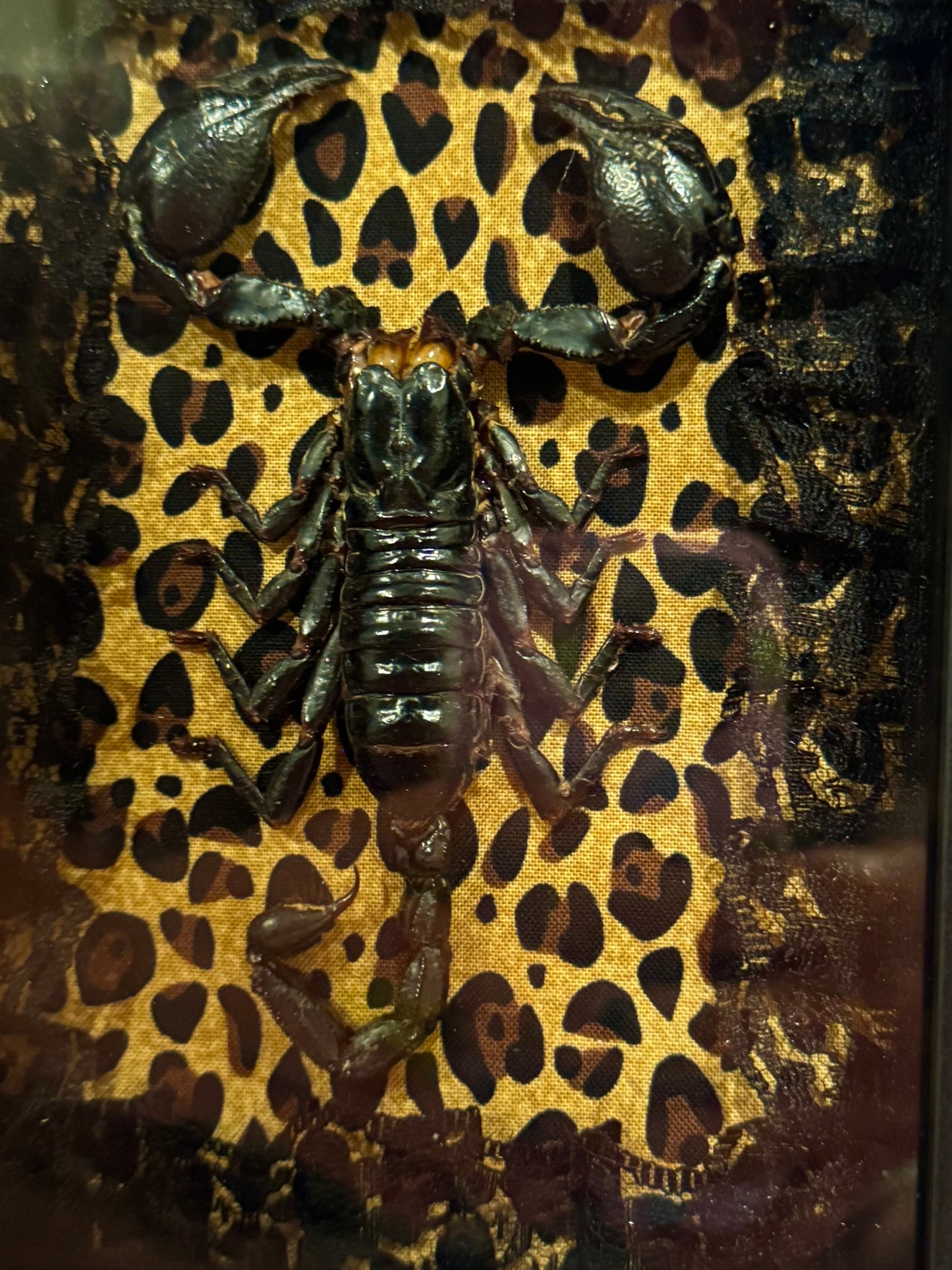 Asian Forest Scorpion On Cheetah Print
