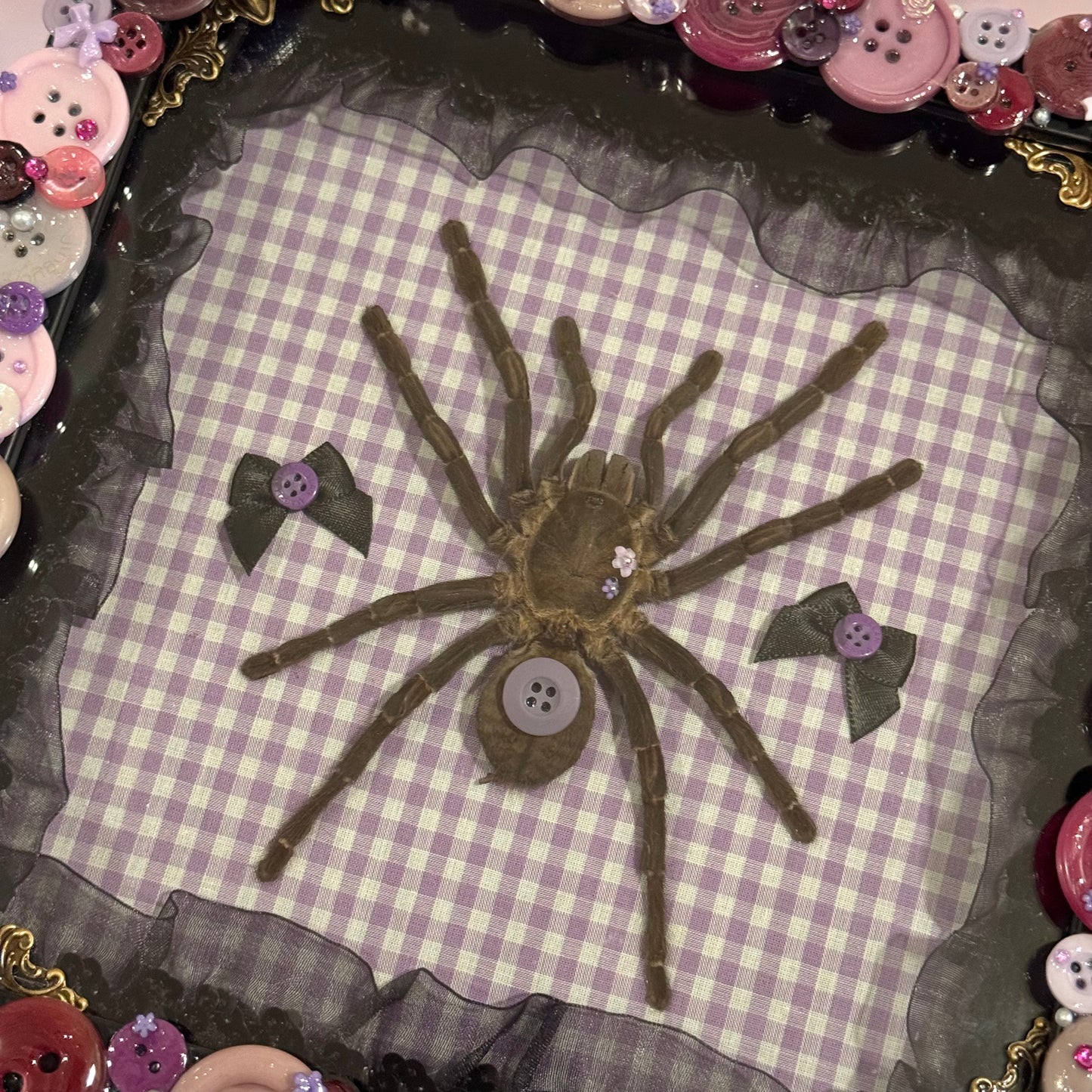 Tarantula Button Baby With LPS Bunny