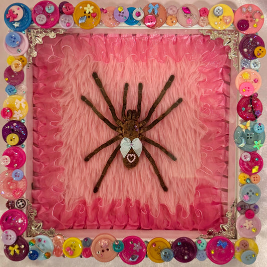 Tarantula on Fur Button Baby