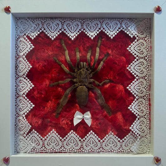 Large Tarantula Valentine