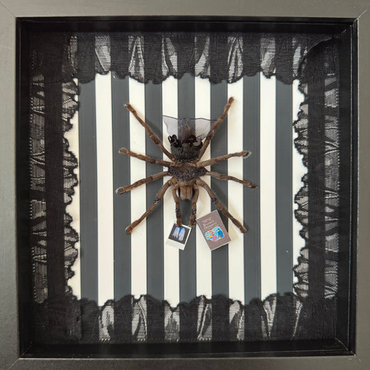 Lydia Tarantula