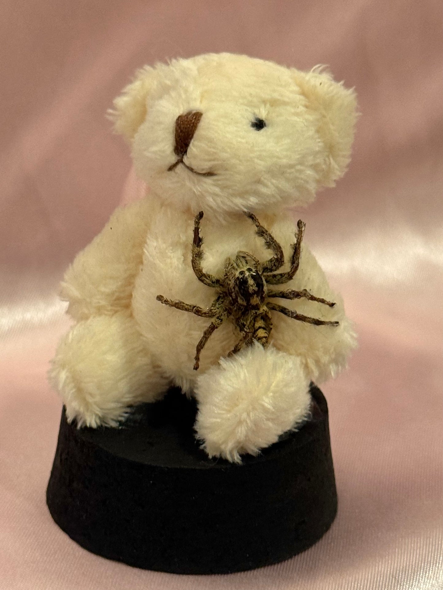 Teddy Bear Jumping Spider