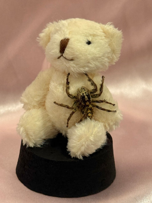 Teddy Bear Jumping Spider