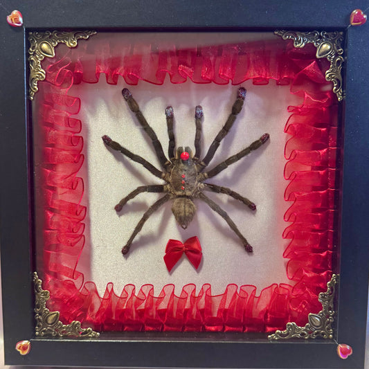 Clown Tarantula | Baby Pink and Red In Black Frame