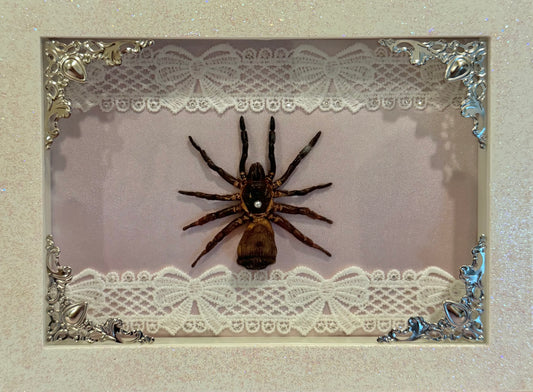 Trapdoor Spider on Pink Silk - Sparkle Frame
