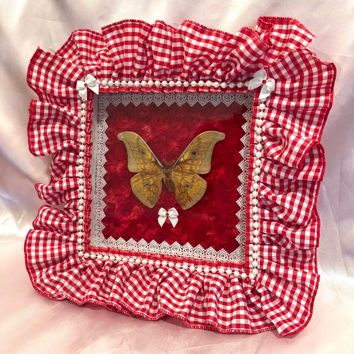 Japanese Silk Moth on Red