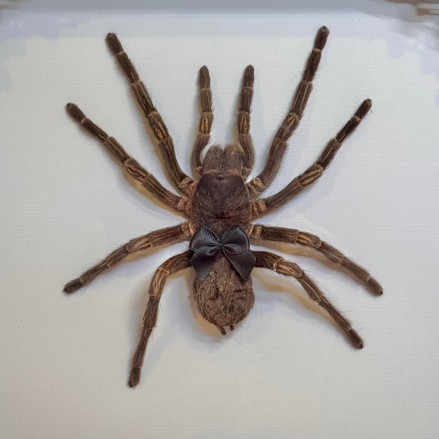 Tarantula With Cutie Black Bow
