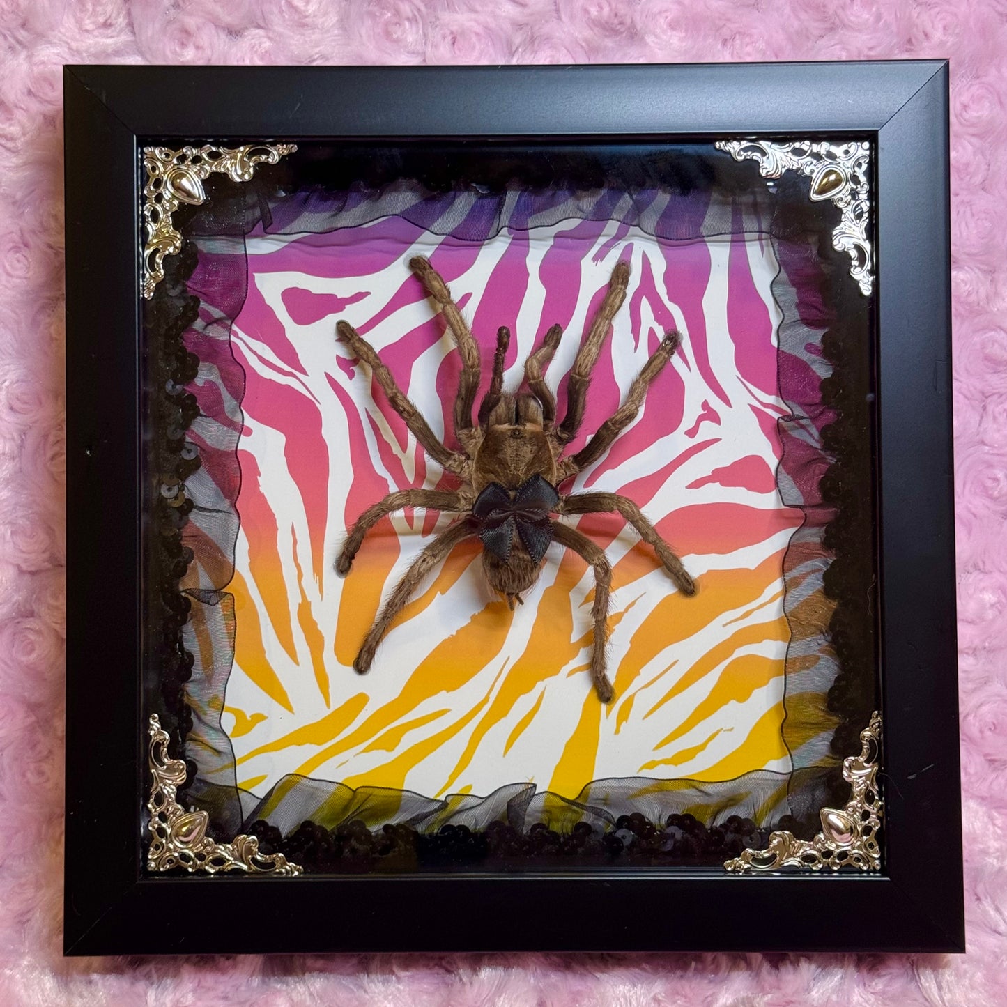 Large Tarantula on Lisa Frank Inspired Rainbow Zebra Print
