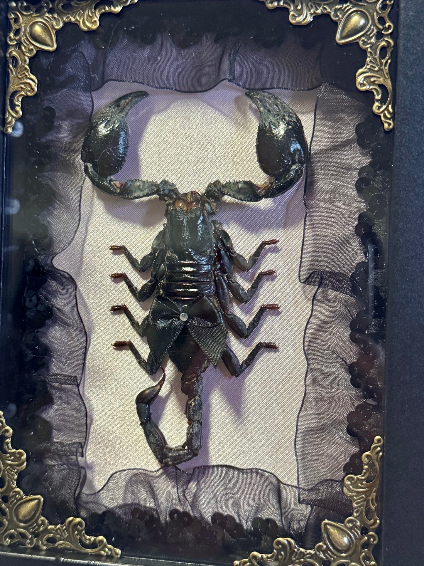 Asian Forest Scorpion on Lace