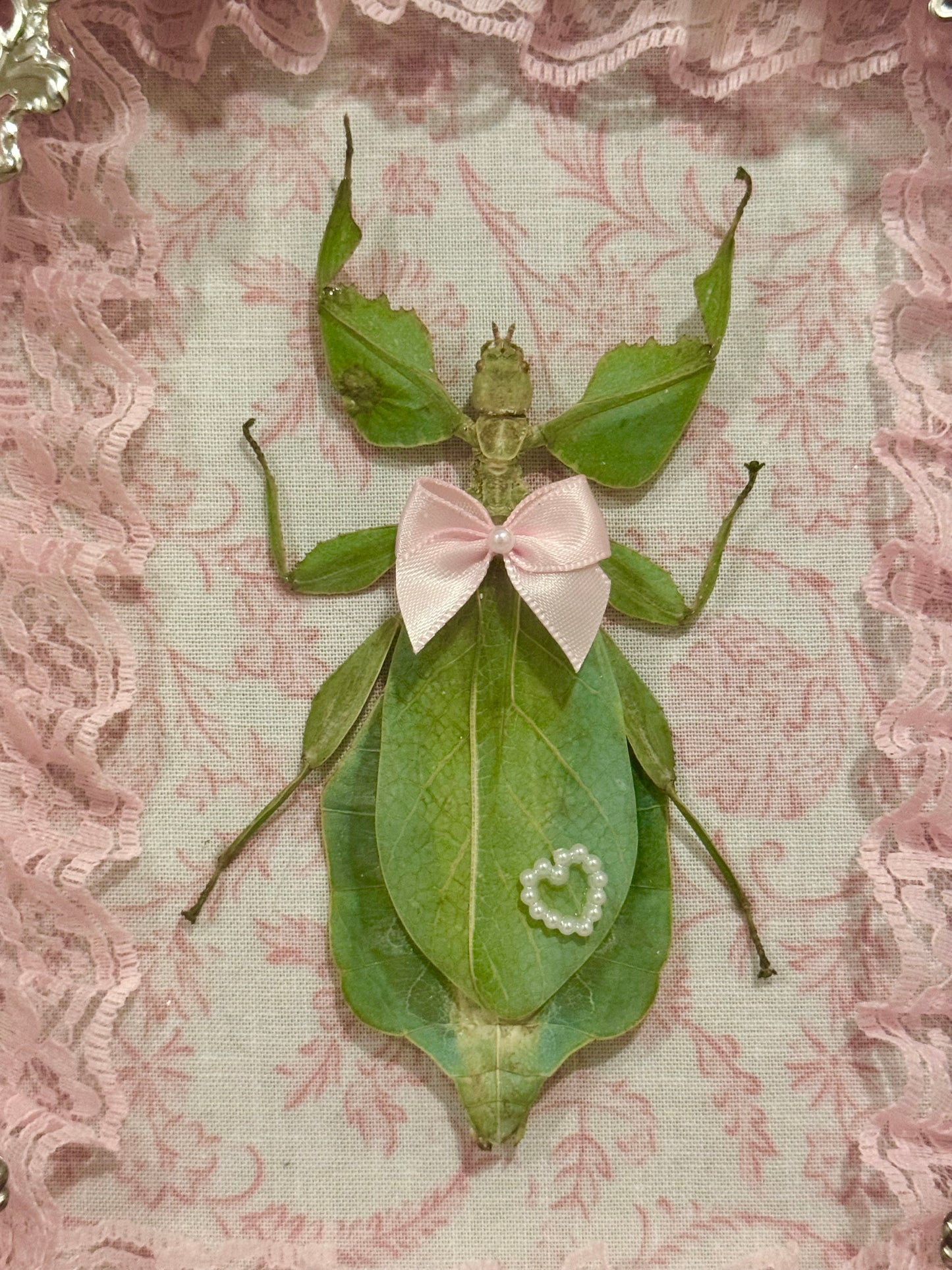 Green Leaf Insect On Lacey Pink