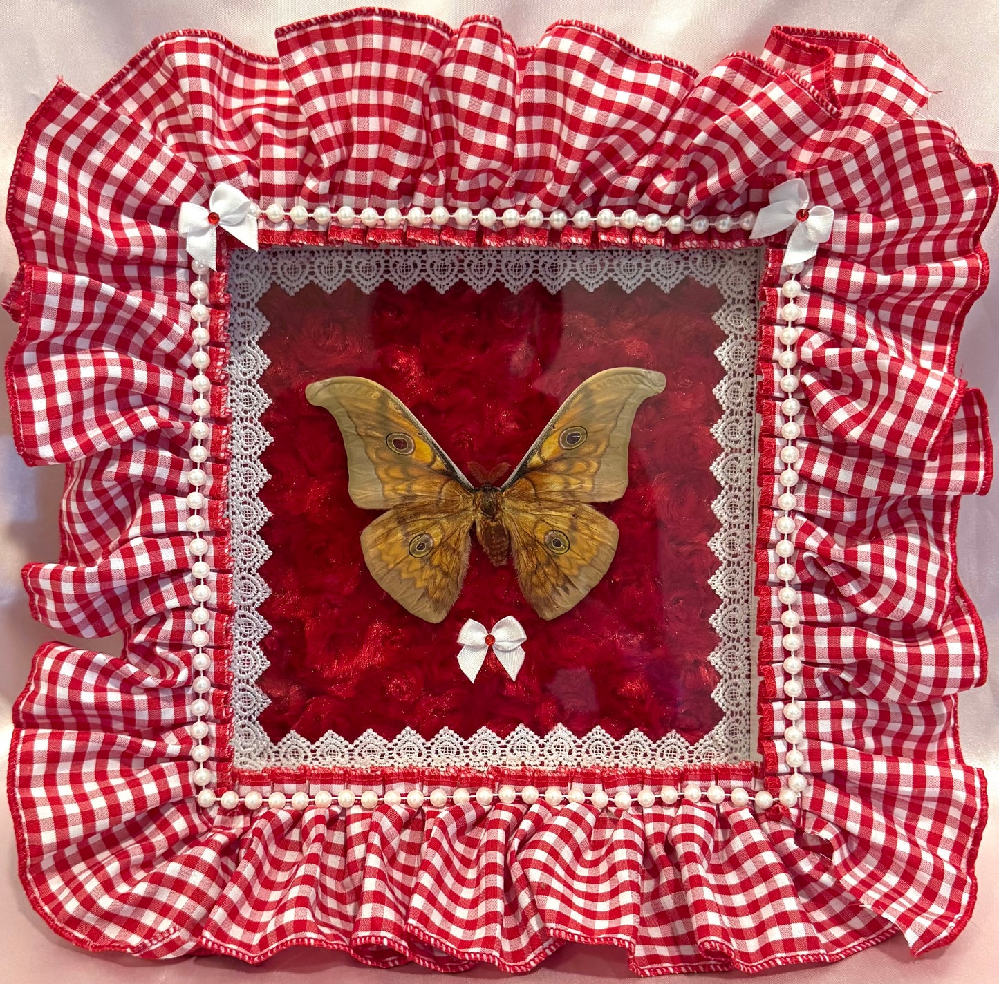 Japanese Silk Moth on Red