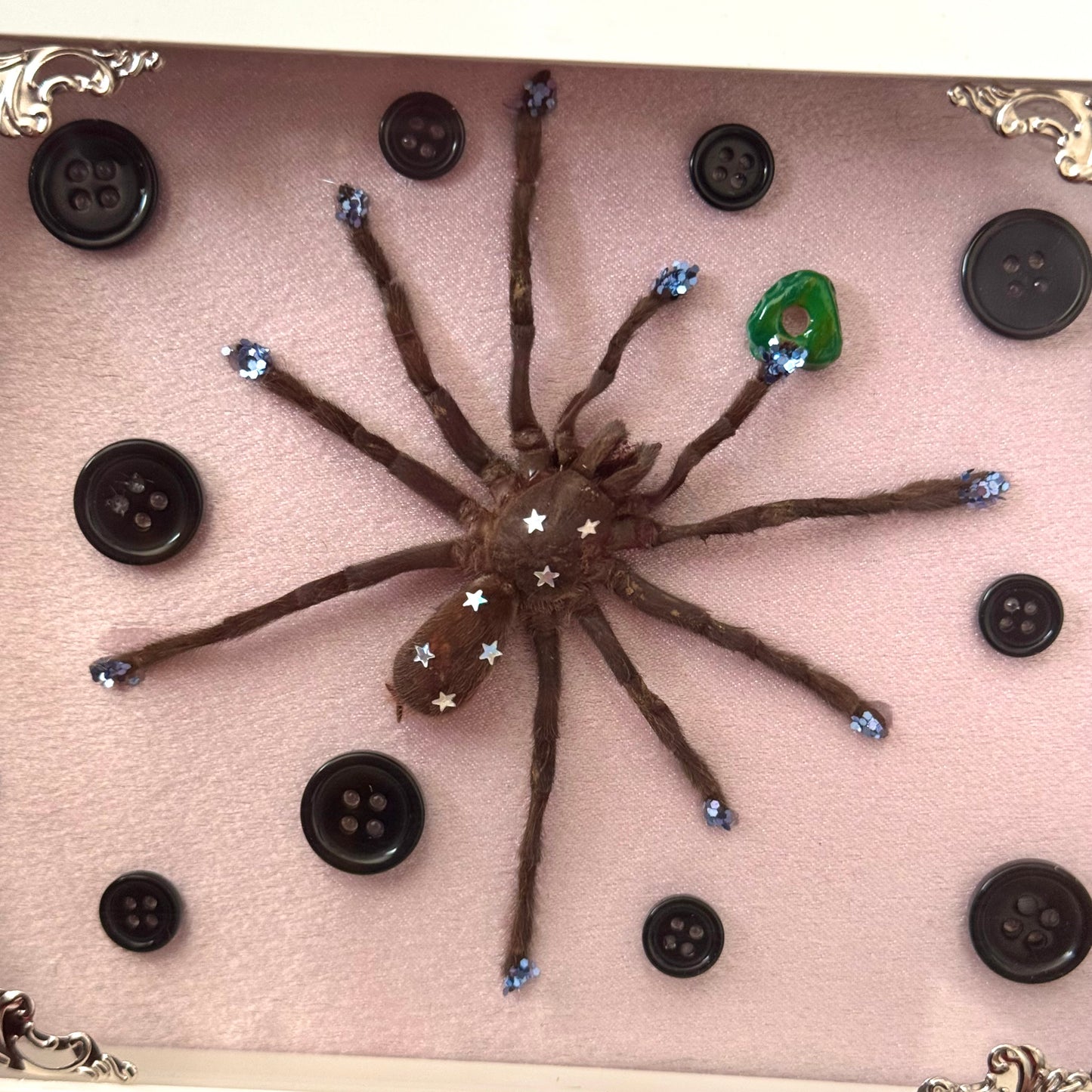 Coraline Tarantula