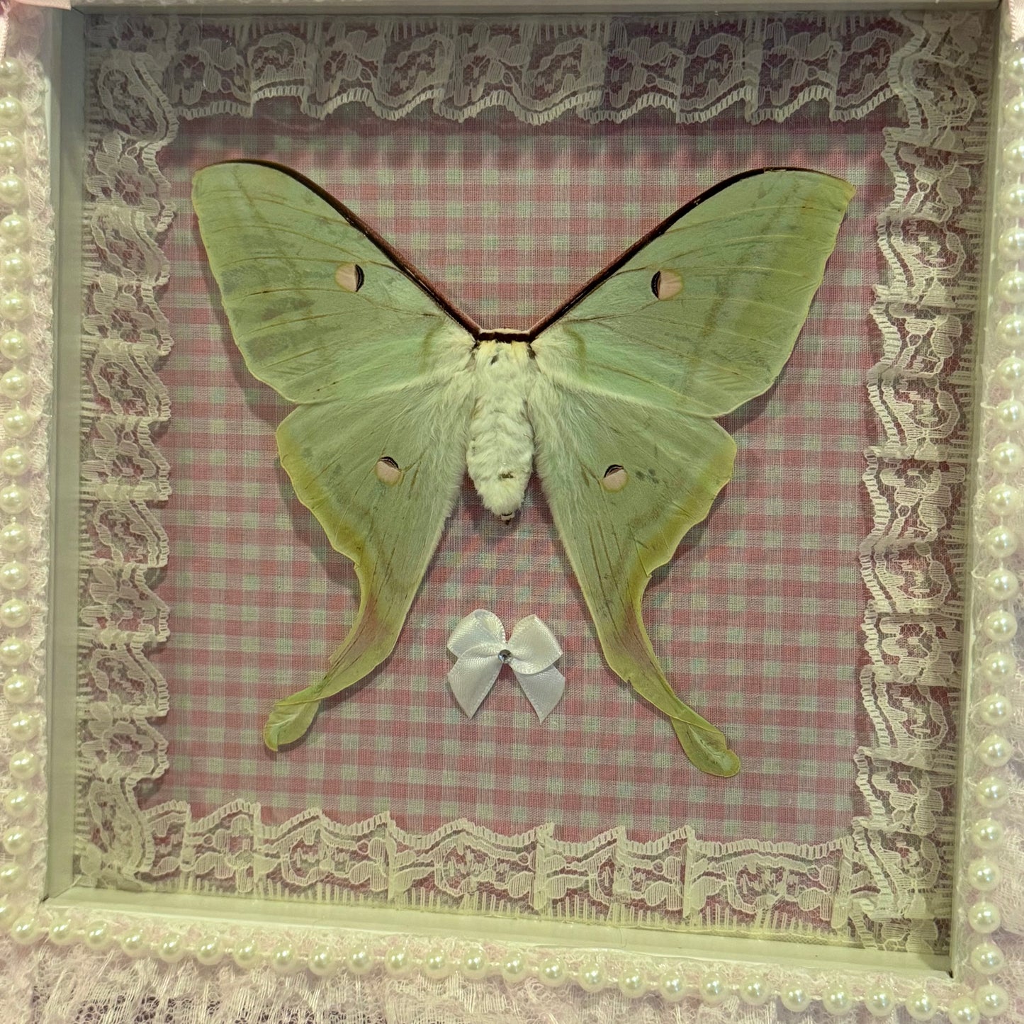 Luna Moth on Pink Gingham