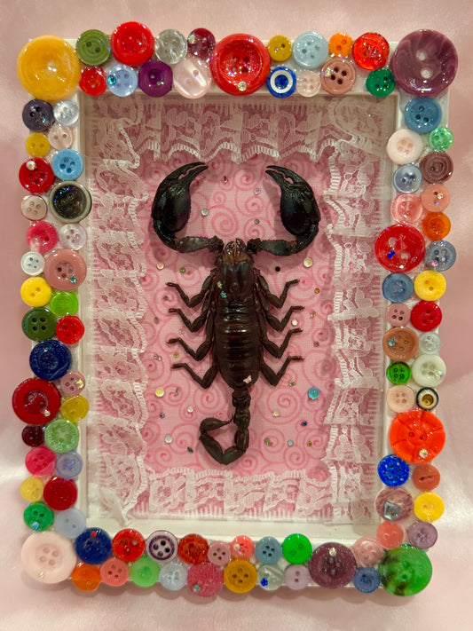 Button Baby Scorpion