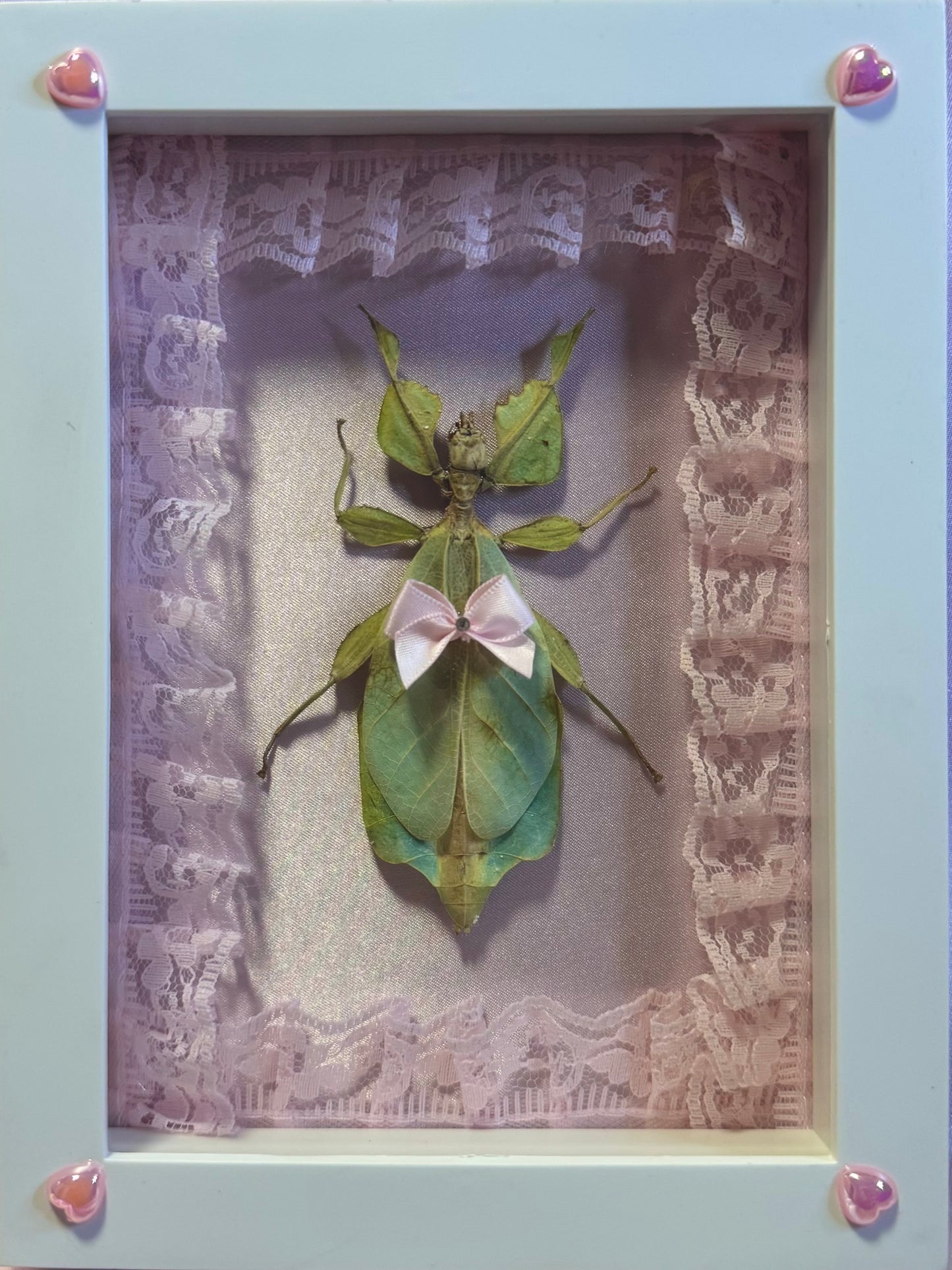 Green Leaf Insect On Pink