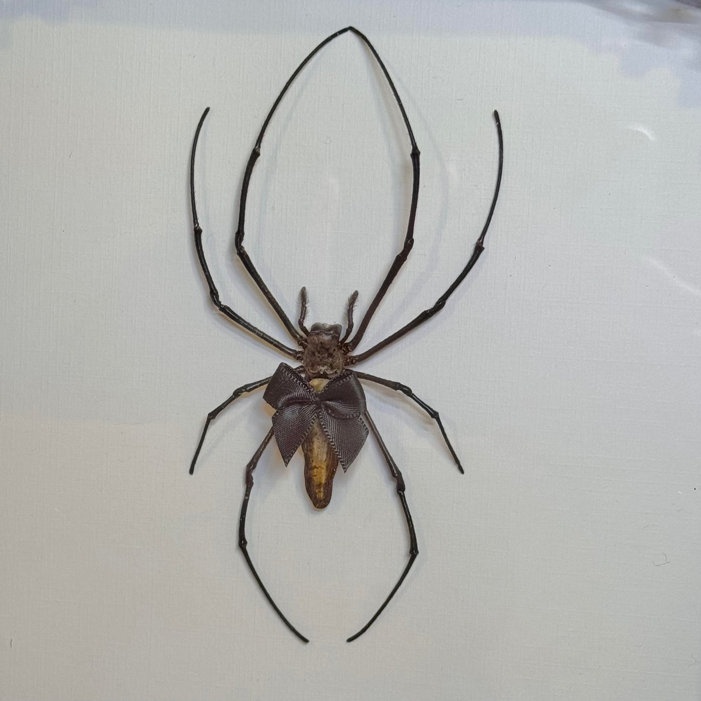 Orb Weaver With Cutie Black Bow