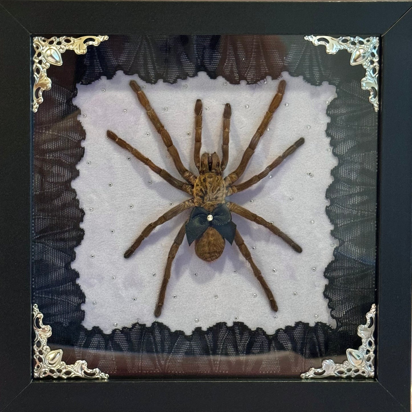 Tarantula on Purple - Black Frame