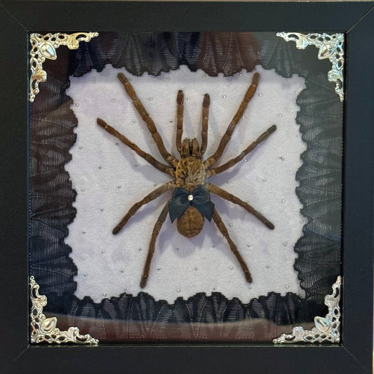 Tarantula on Purple - Black Frame