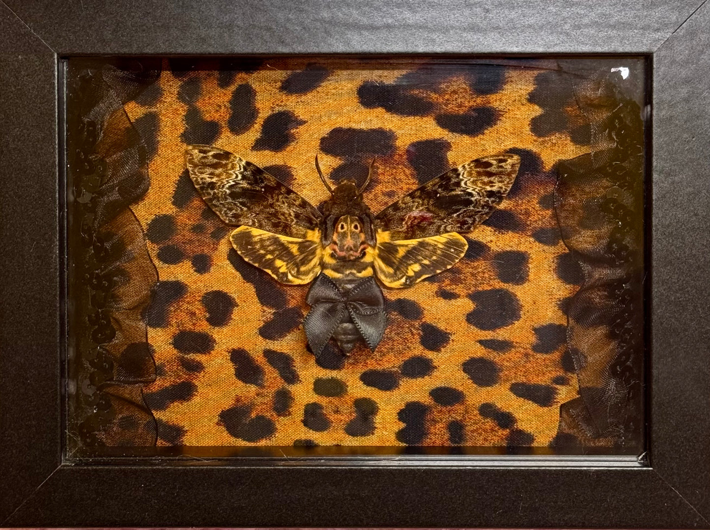 Death Moth on Cheetah Print