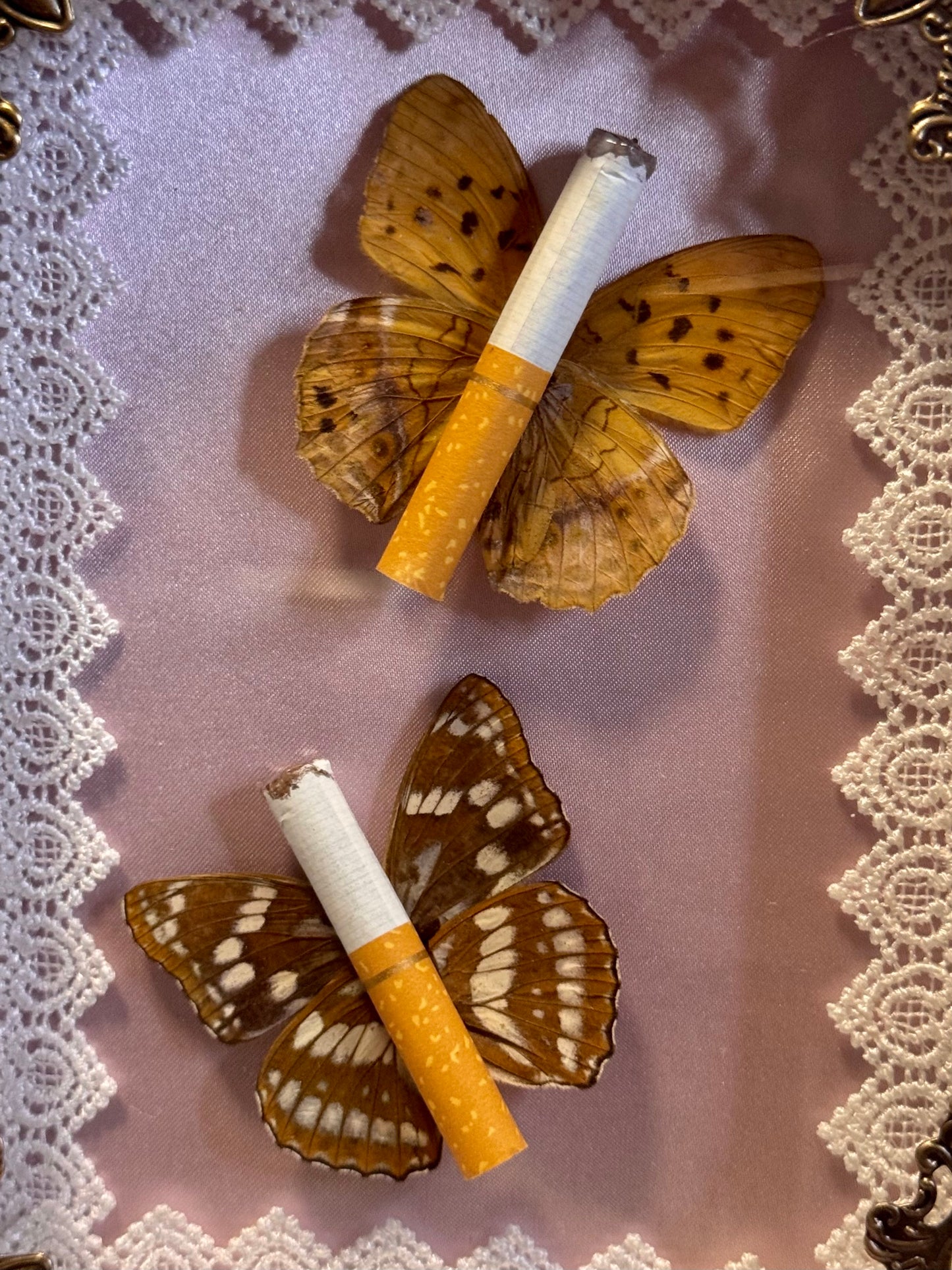 Butterfly Ciggies on Pink