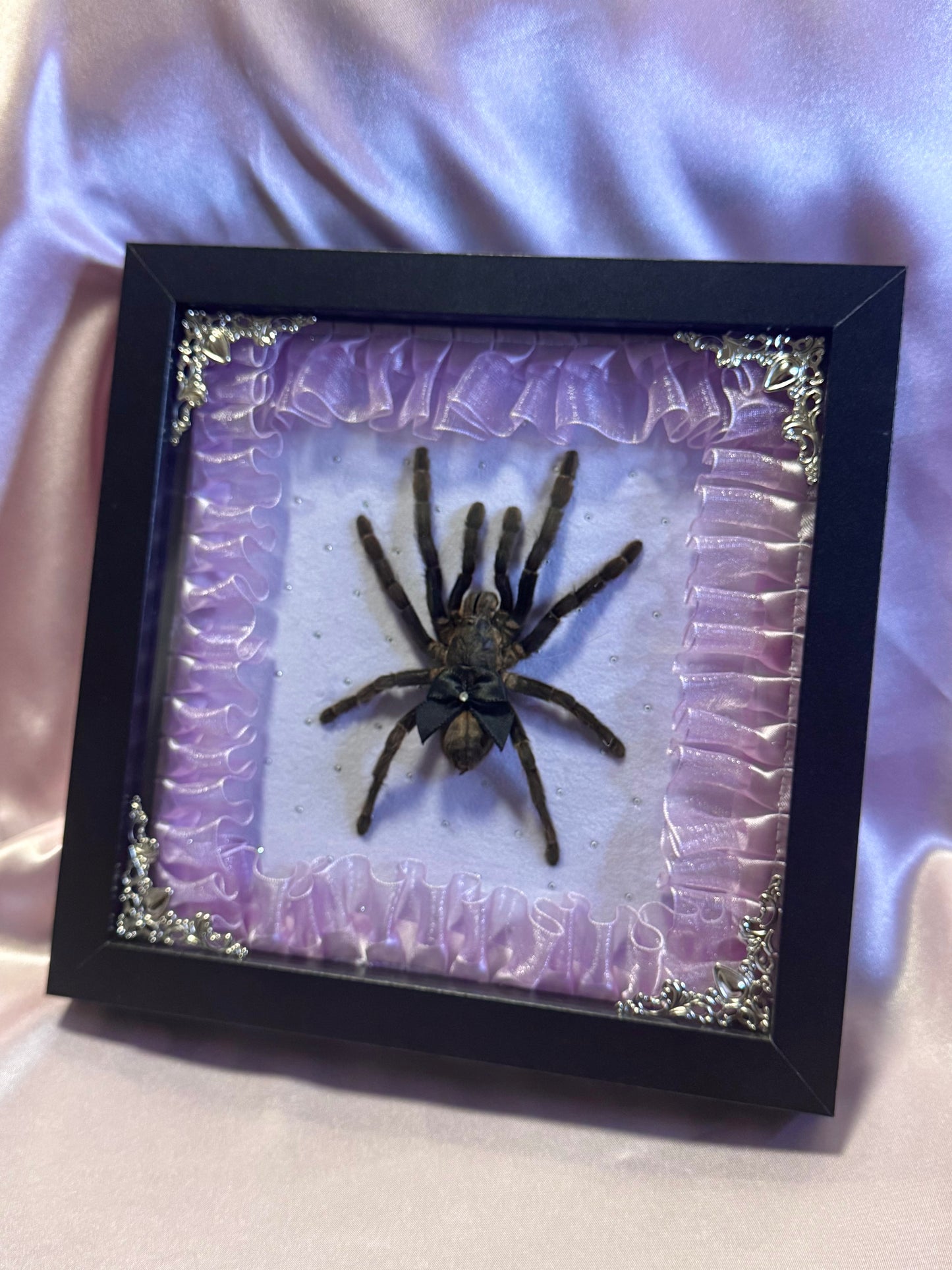 Large Tarantula On Purple