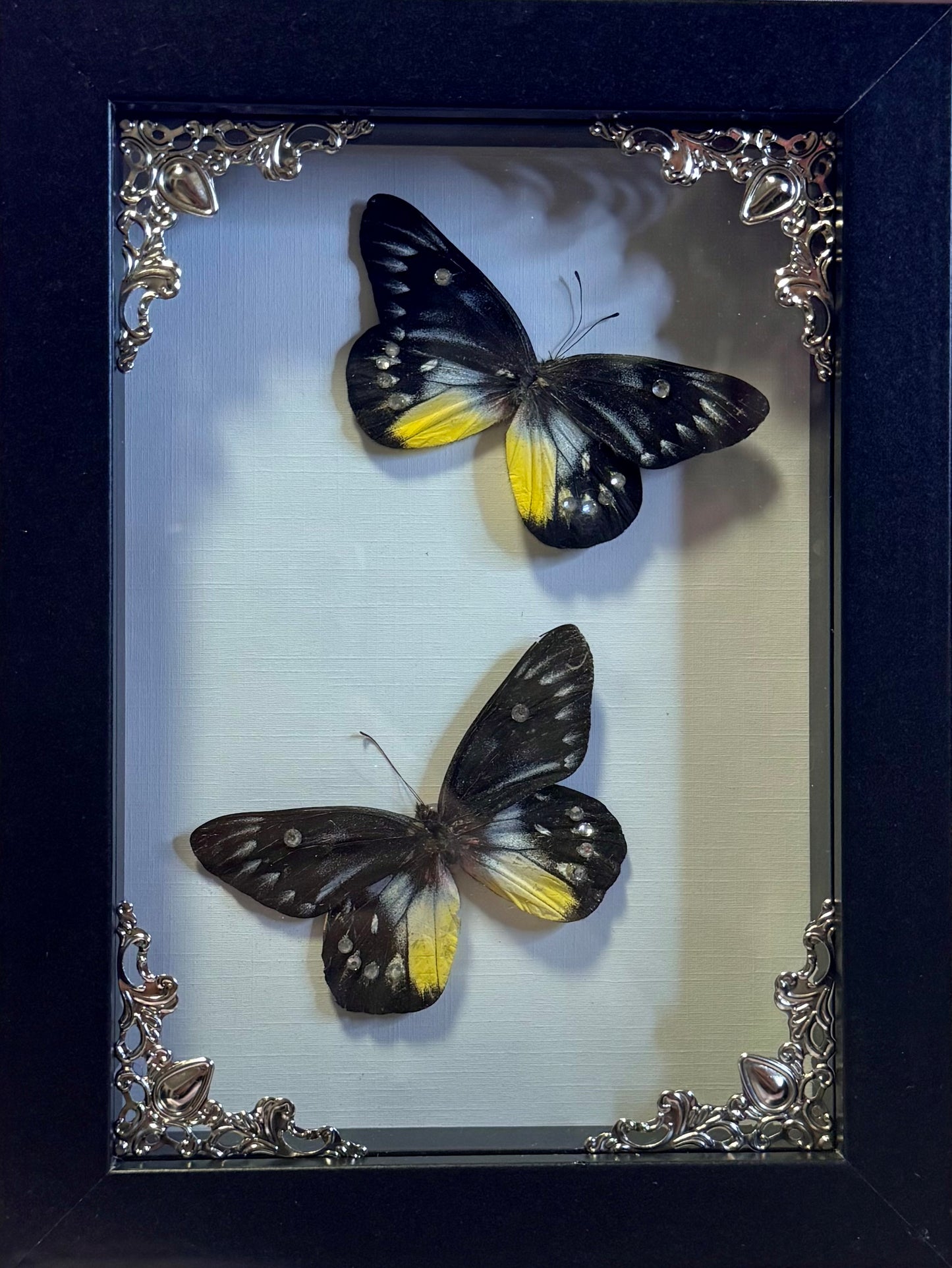 Redbase Jezebel Butterfly Duo