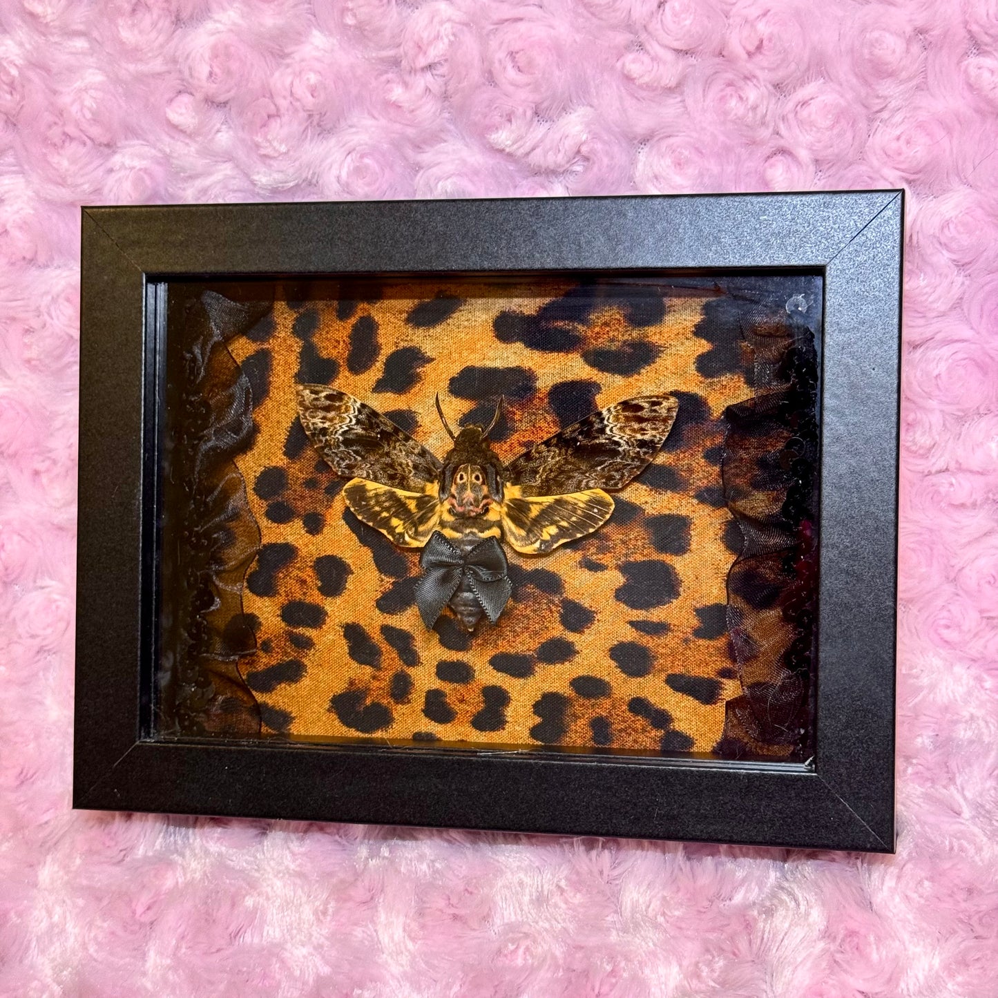 Death Moth on Cheetah Print