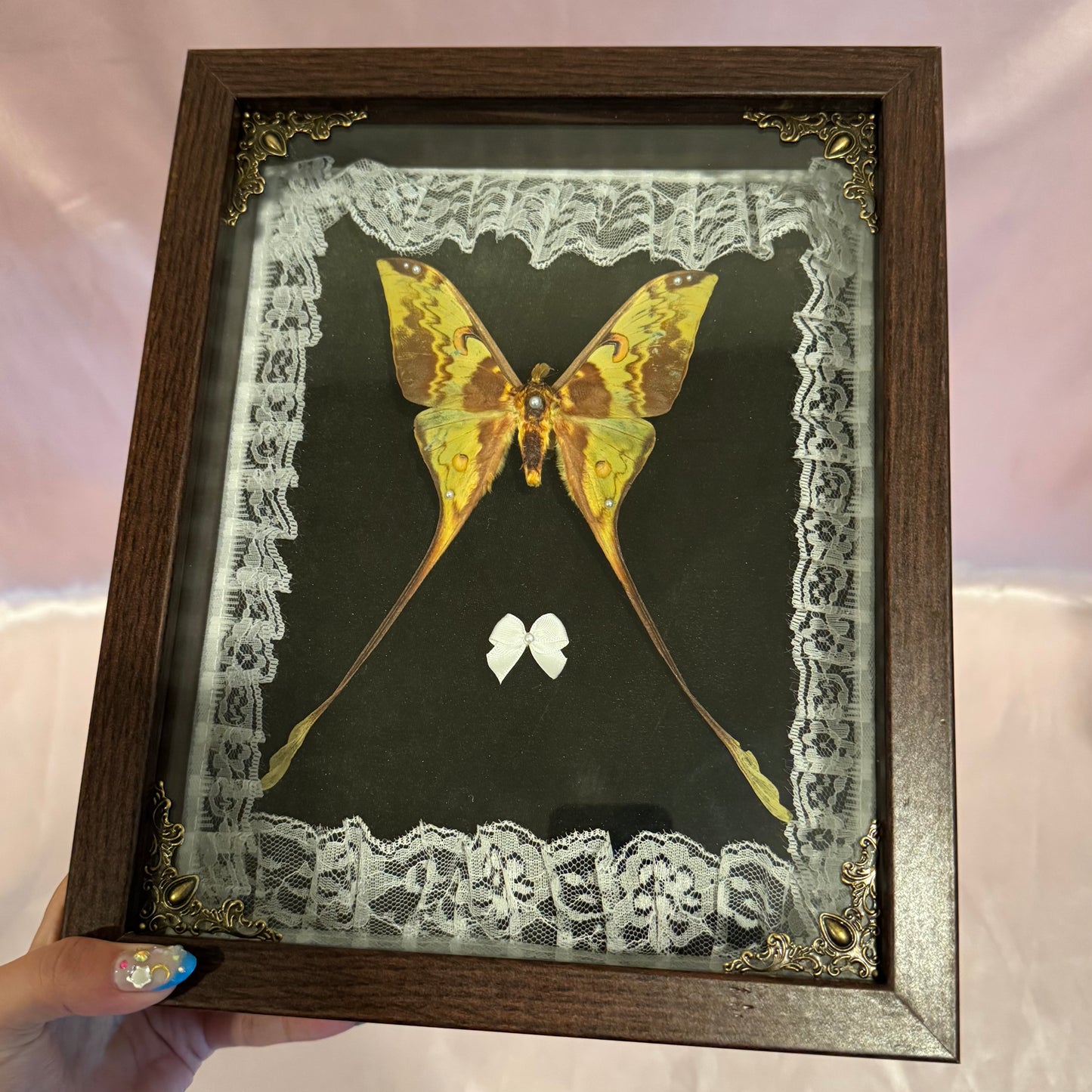 Comet Moth on Green - Brown Frame