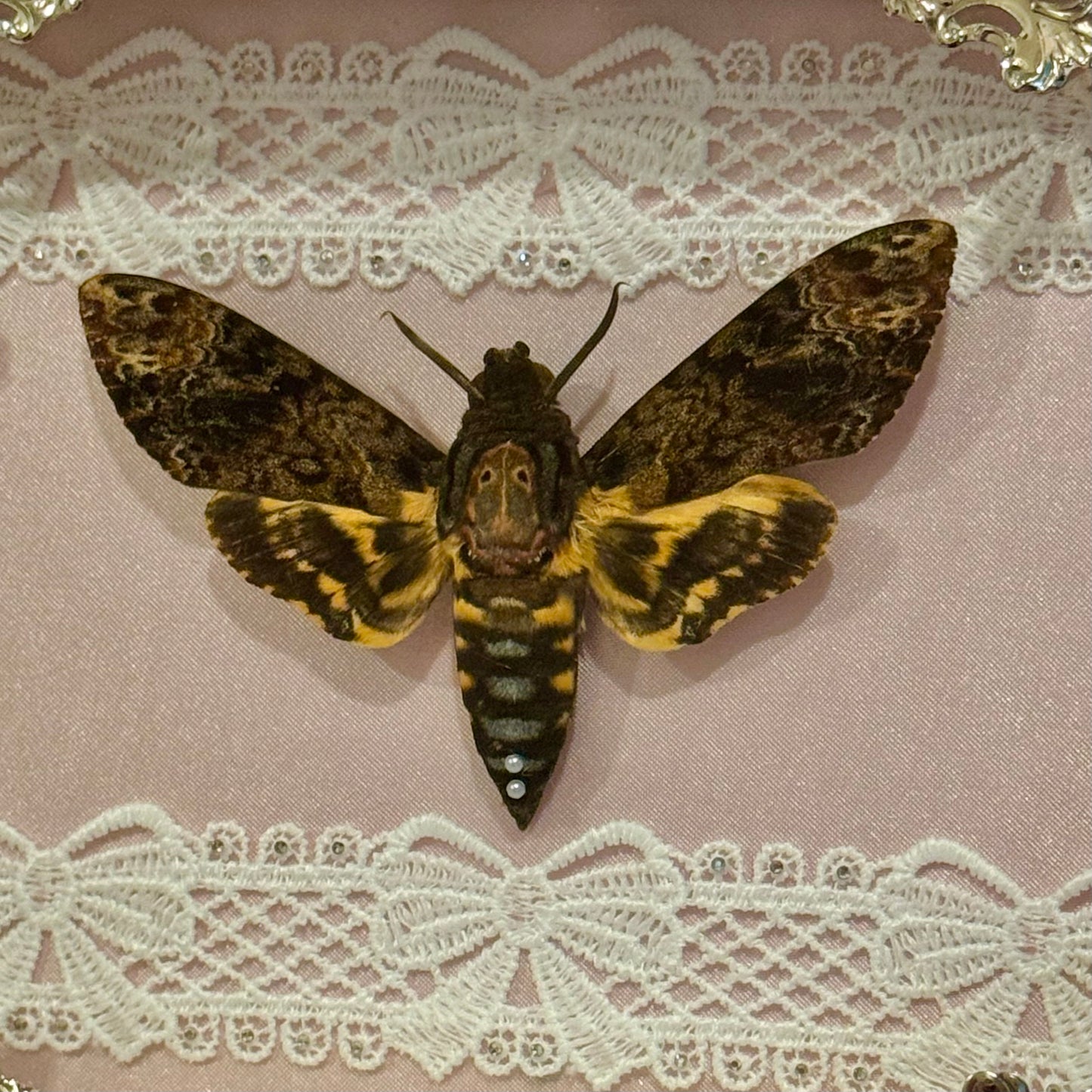 Death Moth on Pink Silk - Sparkle Frame