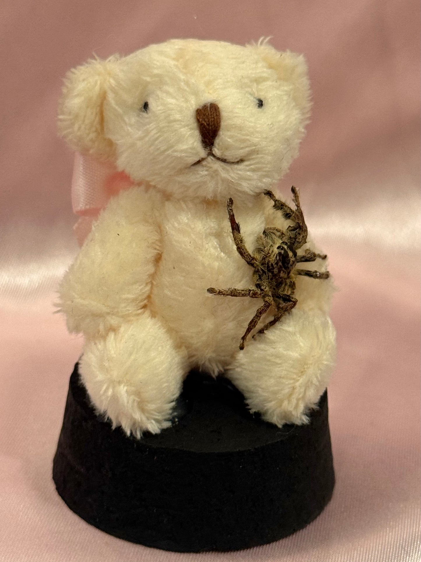 Teddy Bear Jumping Spider