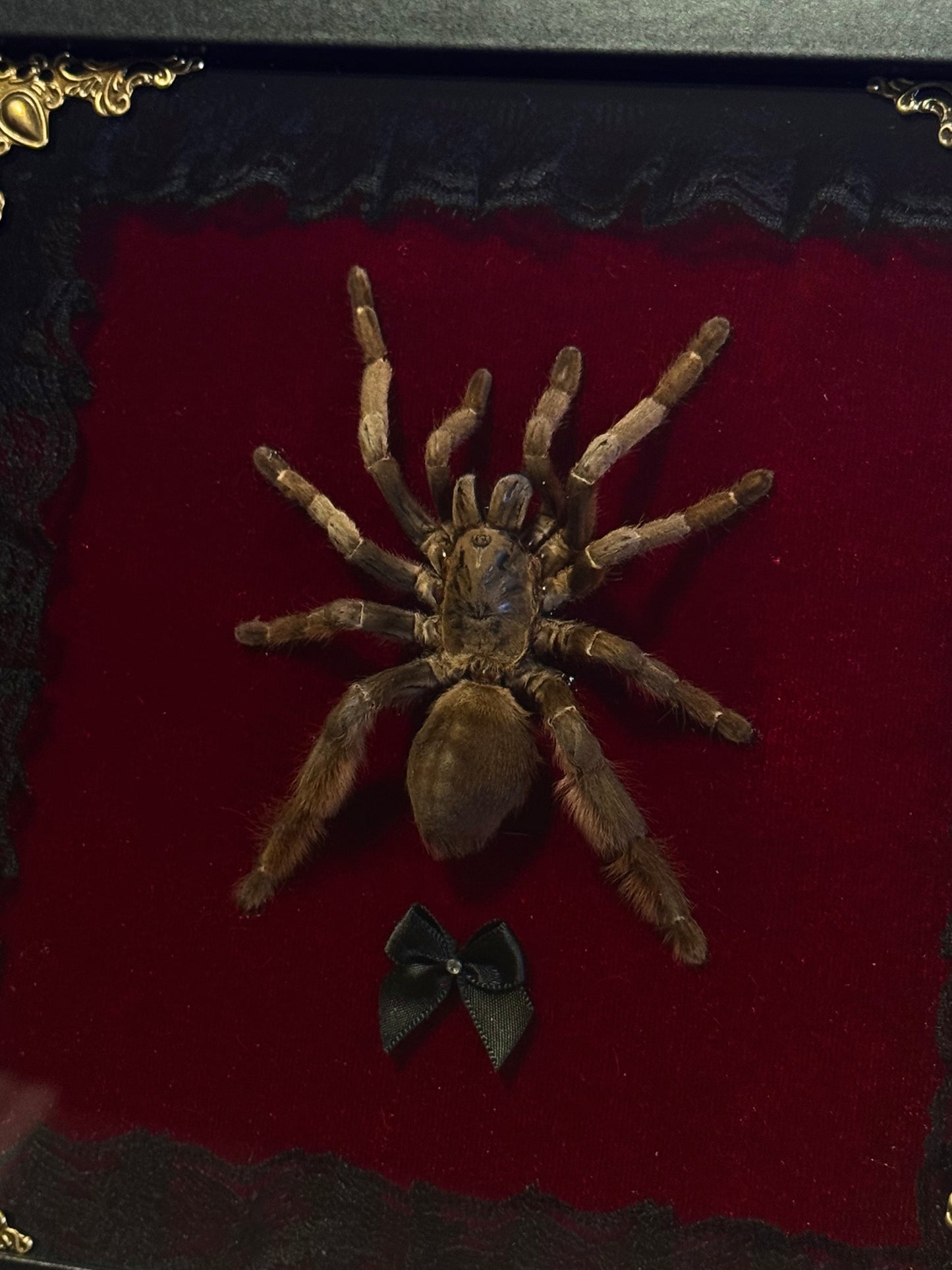 Tarantula On Red Velvet