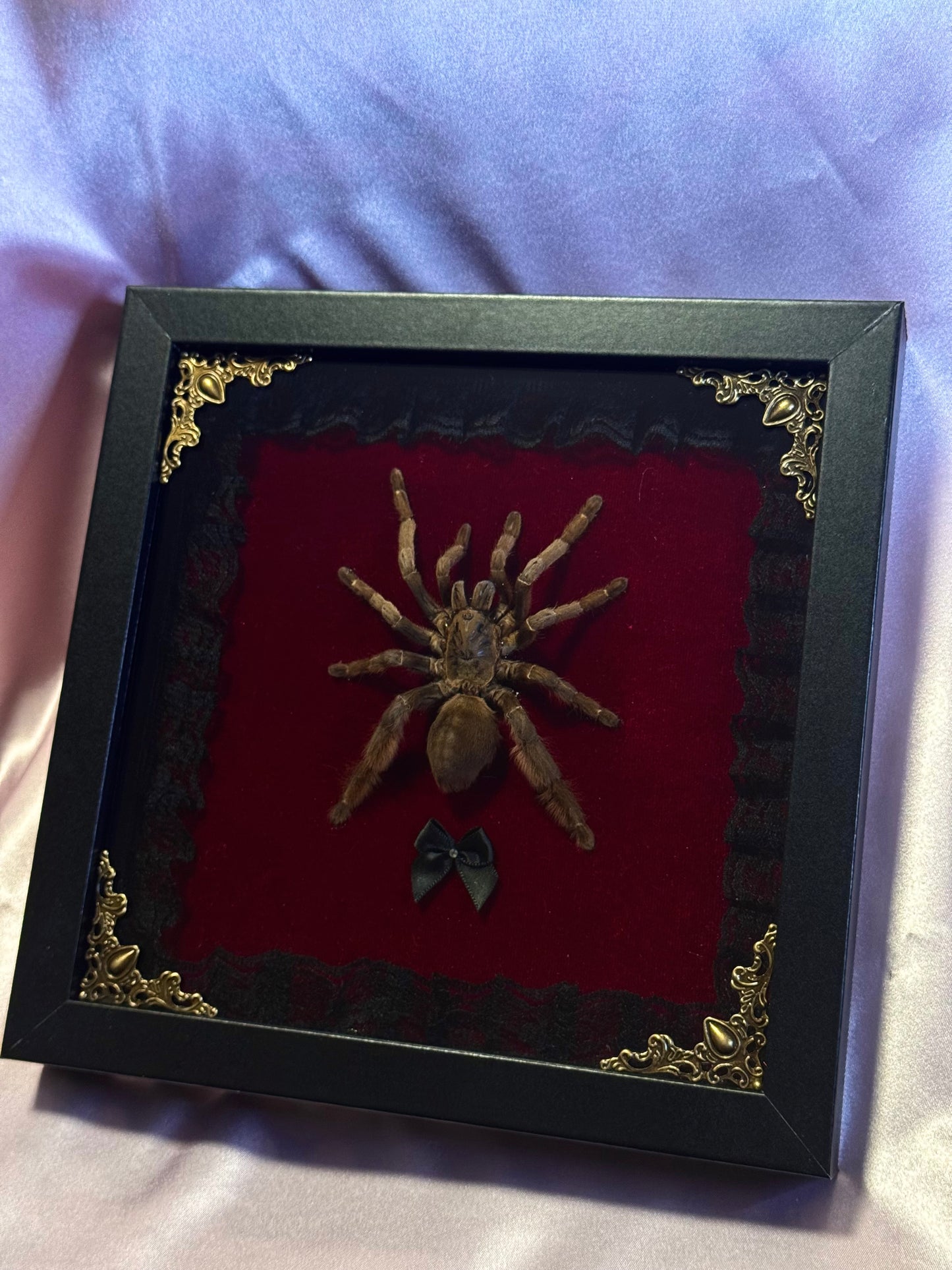 Tarantula On Red Velvet