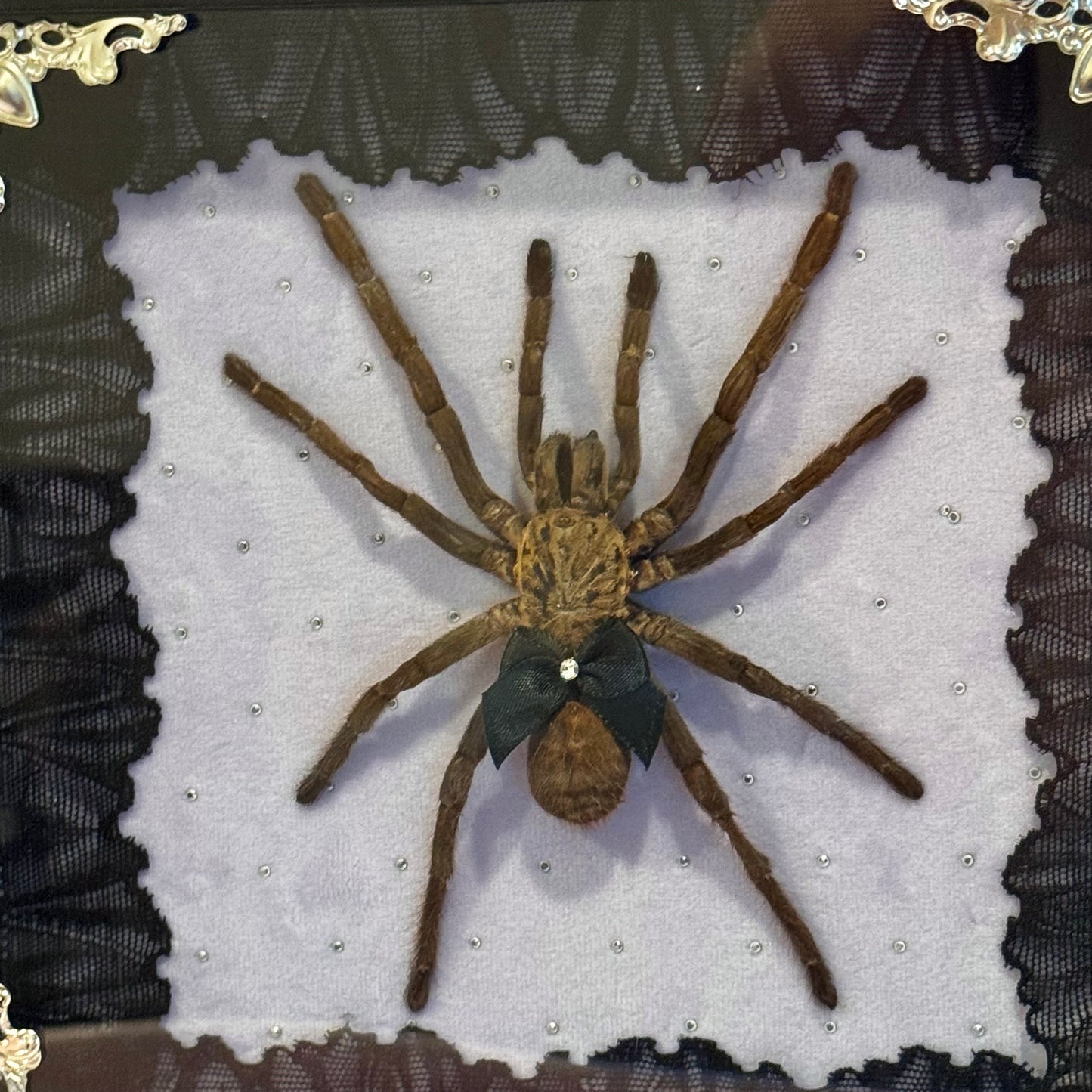Tarantula on Purple - Black Frame
