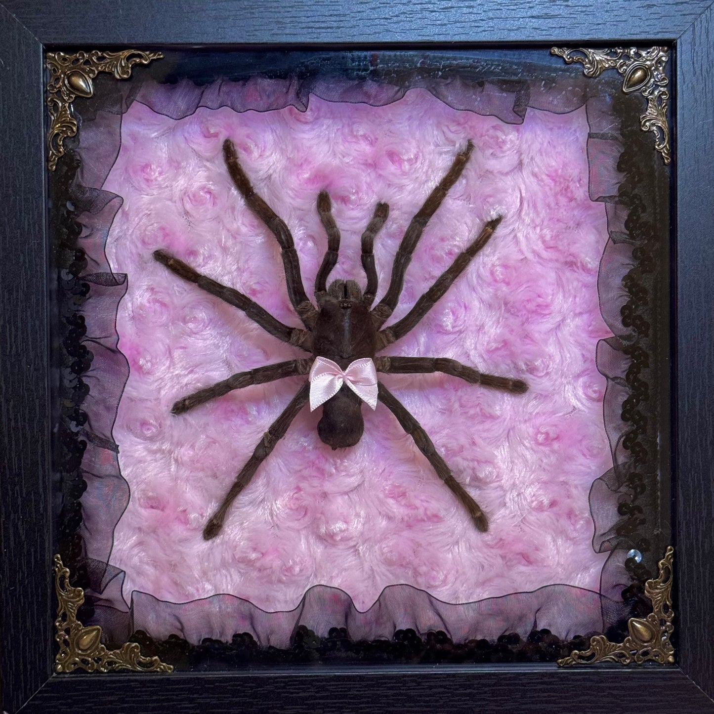 Tarantula on Pink and Black
