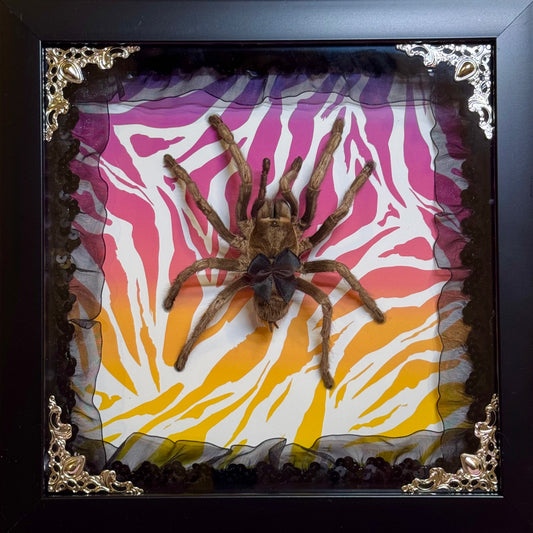 Large Tarantula on Lisa Frank Inspired Rainbow Zebra Print