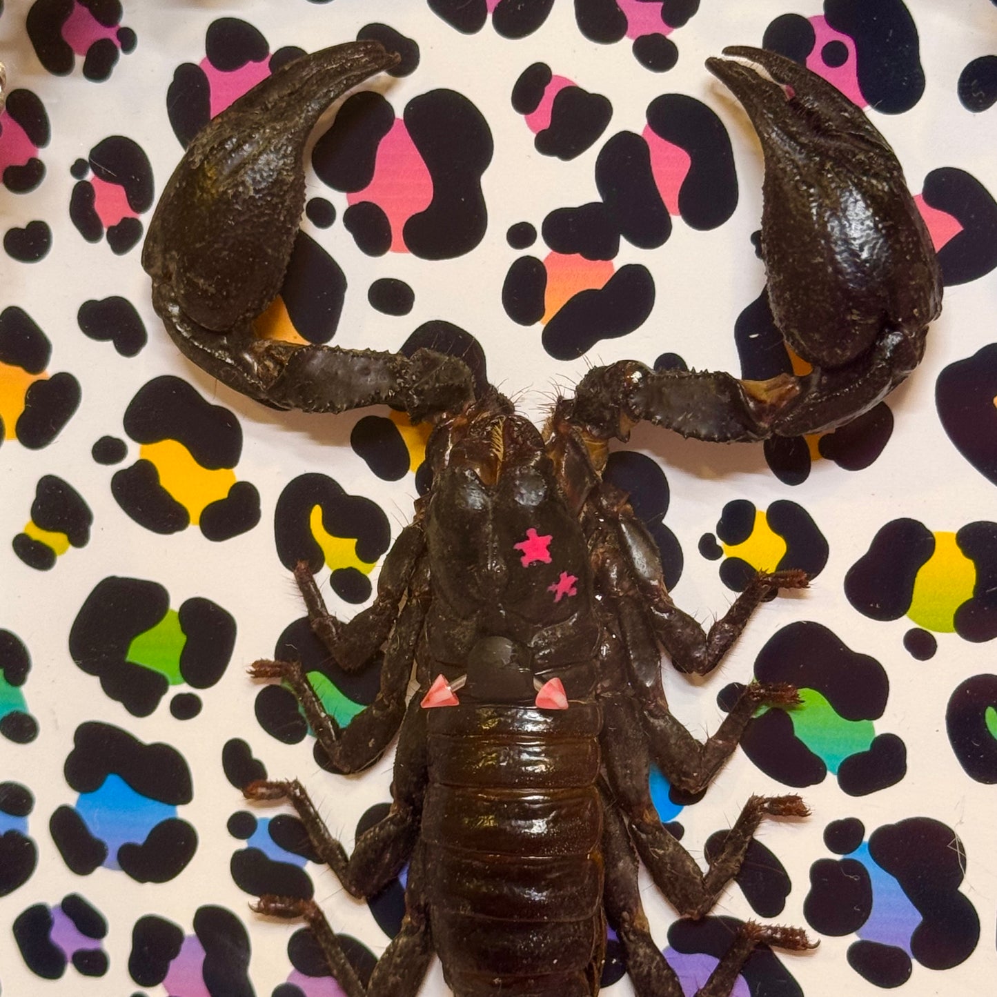 Scorpion On Lisa Frank Inspired Rainbow Cheetah Print