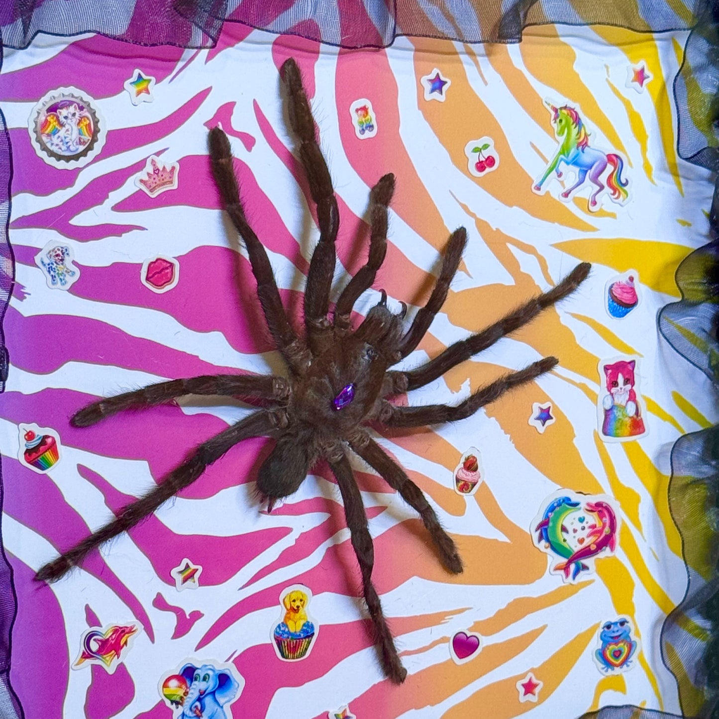Tarantula on Lisa Frank Inspired Rainbow Zebra Print With Stickers