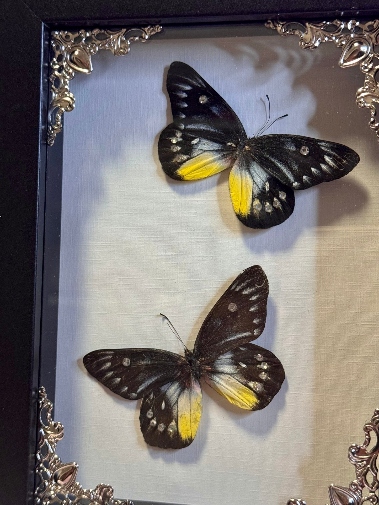 Redbase Jezebel Butterfly Duo