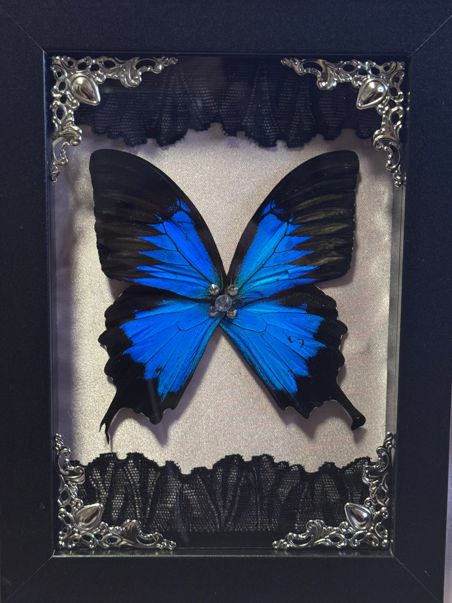 Blue Mountain Swallowtail Wings