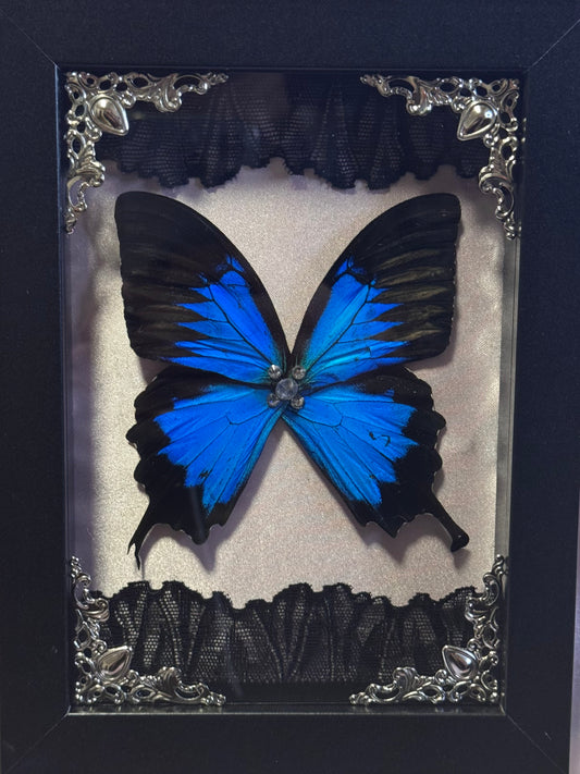 Blue Mountain Swallowtail Wings