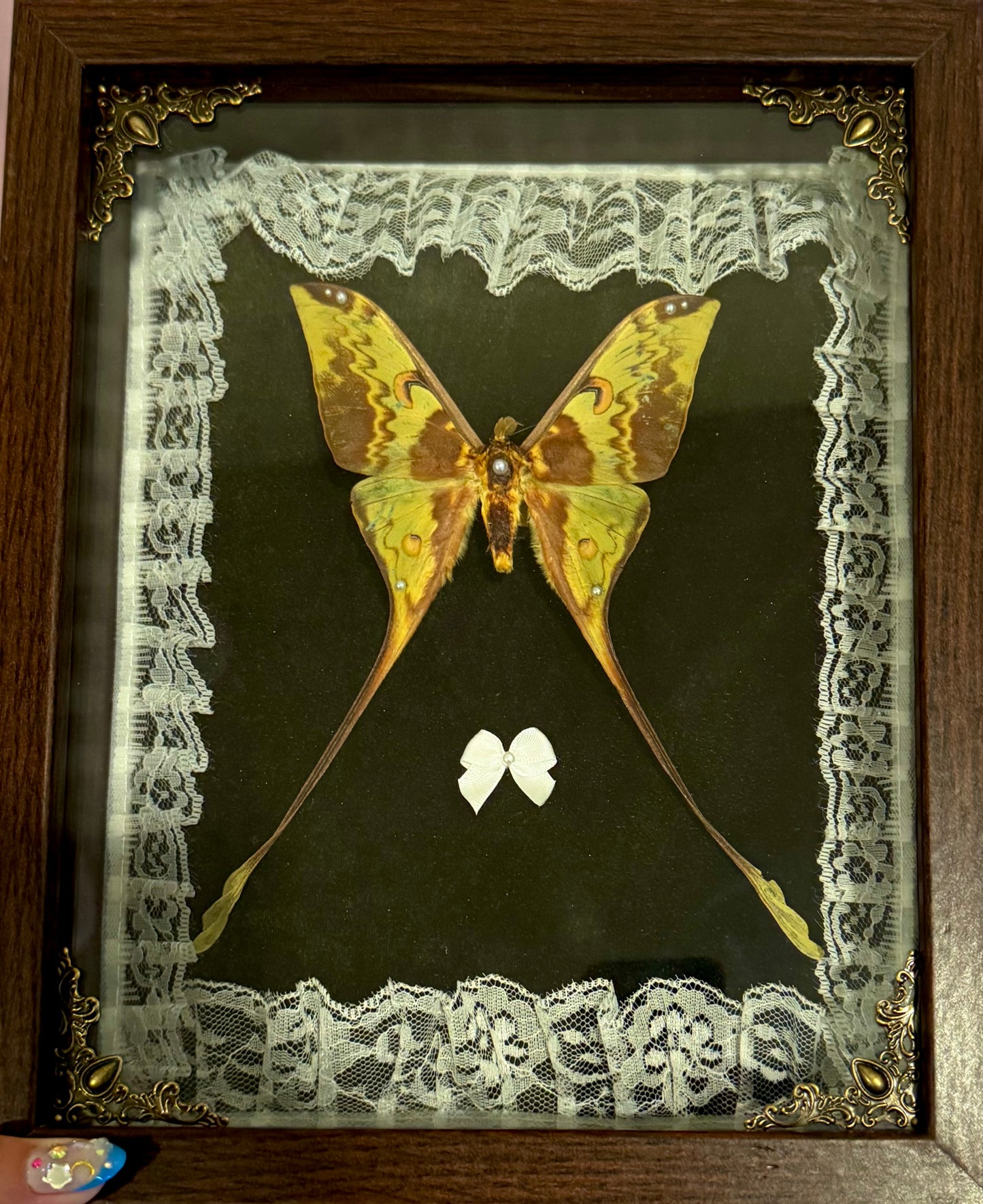 Comet Moth on Green - Brown Frame