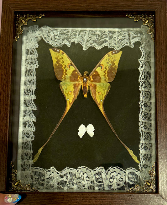 Comet Moth on Green - Brown Frame