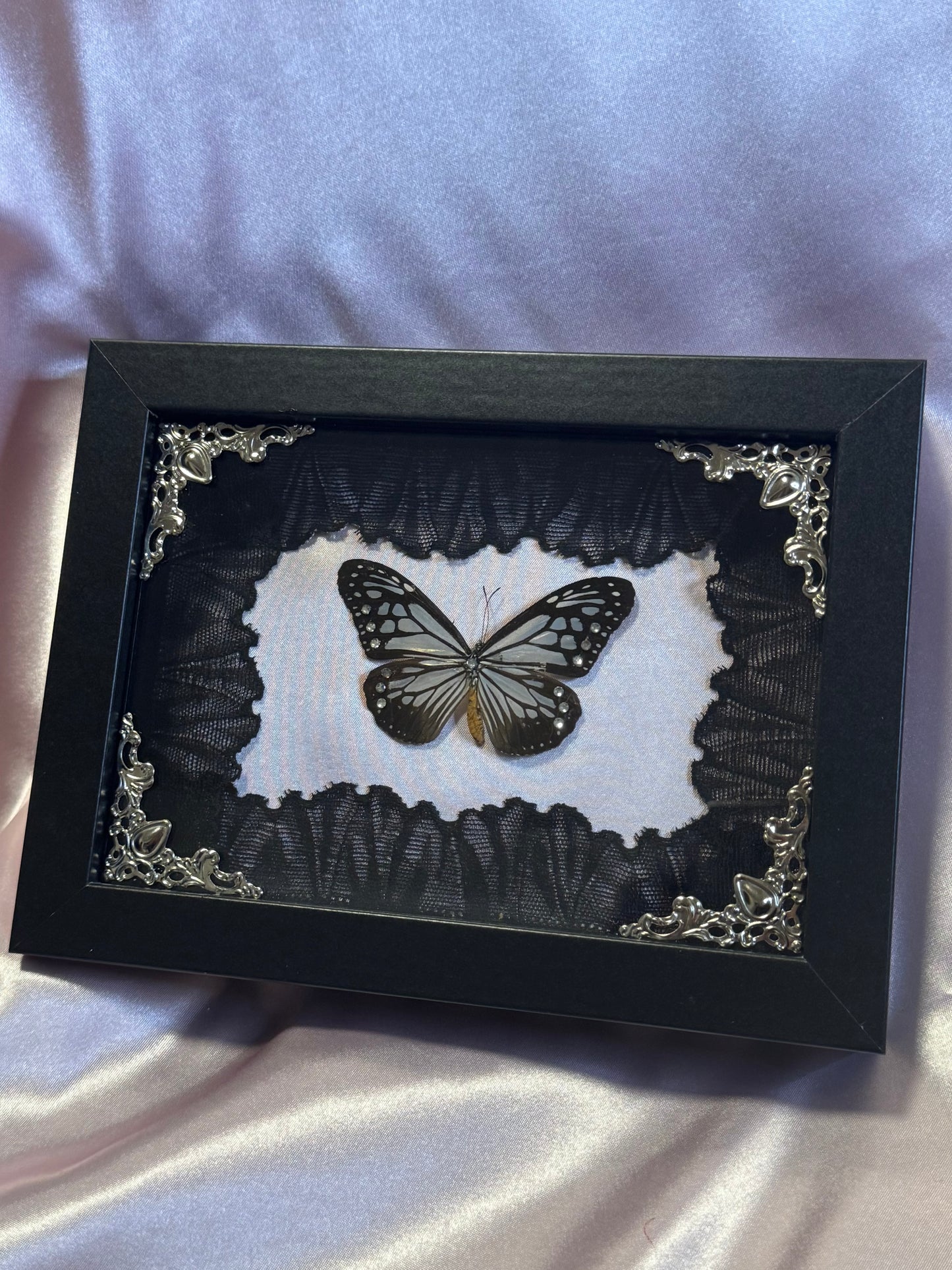 Chestnut Tiger Butterfly