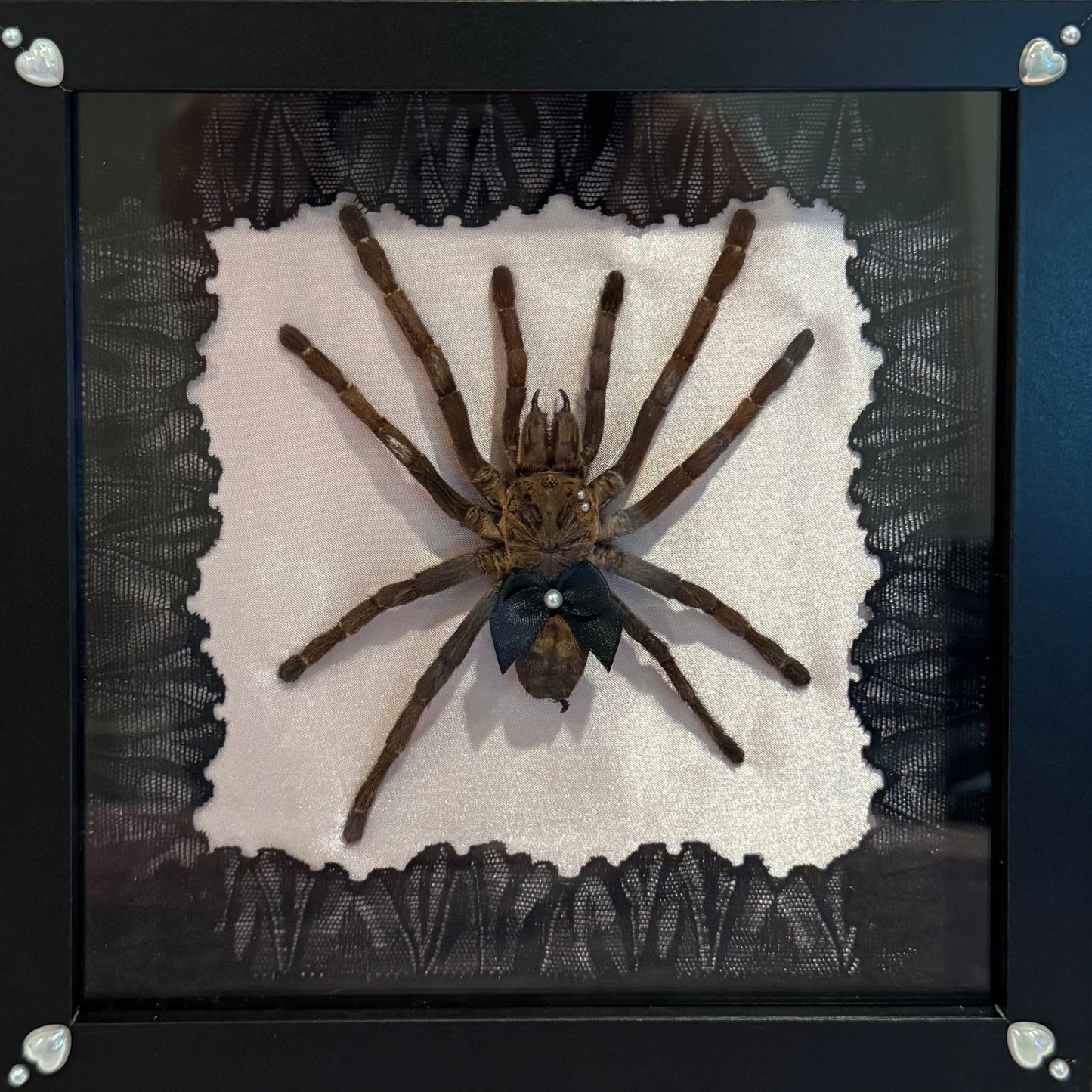 Tarantula on Pink Silk - Black Frame