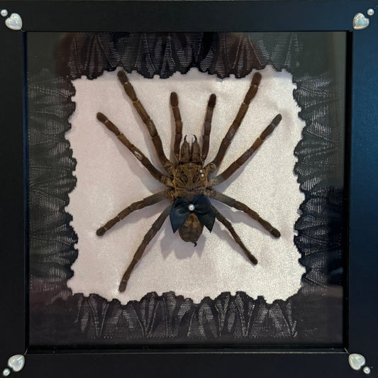 Tarantula on Pink Silk - Black Frame