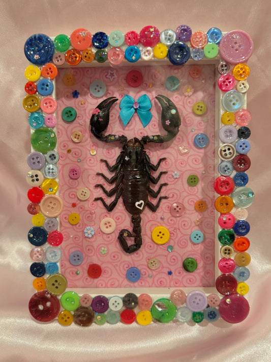 Button Baby Scorpion
