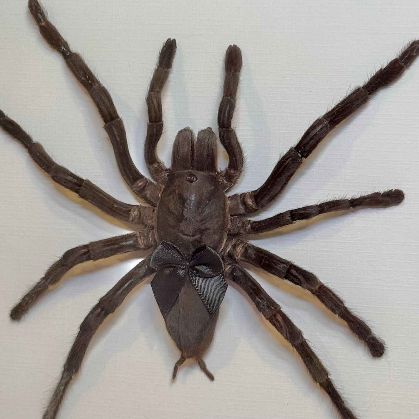 Large Tarantula With Cutie Black Bow