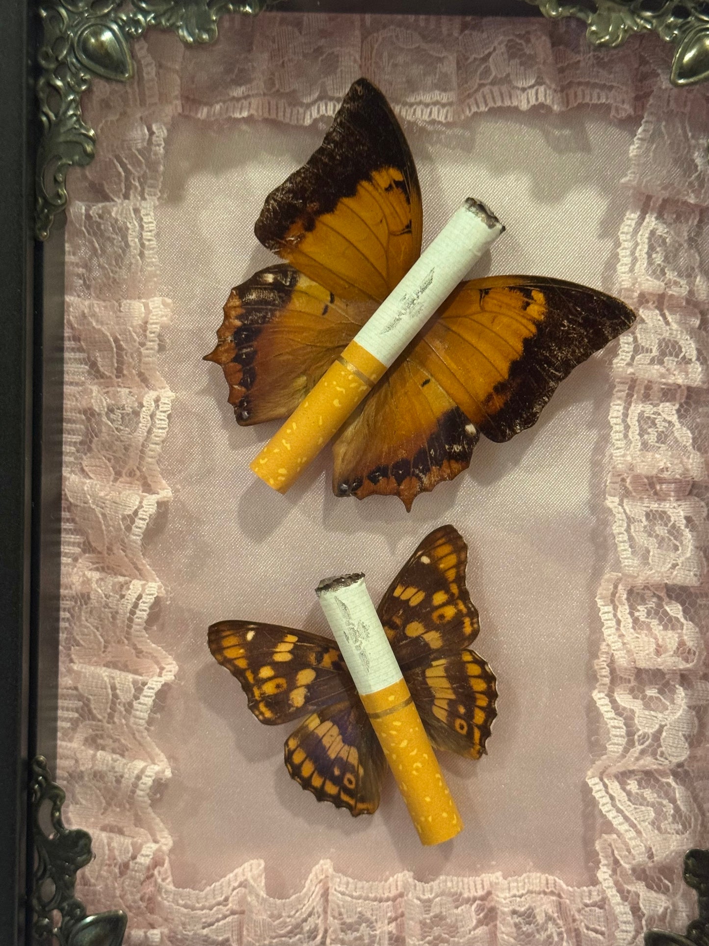 Ciggie Butterflies - Pink With Lace